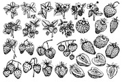 Strawberry, a Food Illustration by Elena Mykhailenko (Thumbnail 4 of 4)
