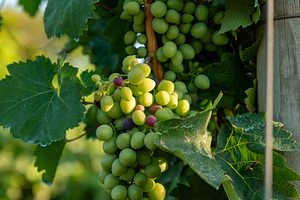 Close-up of green grape clusters hanging on a vine with lush leaves in a vineya, a Food & Drink Photo by Ales Munt
