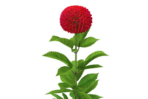 Dahlia Red