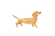 Dachshund Illustration Bundle, an Illustration by Foxery Digital (Thumbnail 4 of 7)