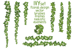 Ivy Vector Set For Floral Design