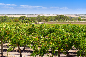 Barossa Valley, a Nature Photo by THP Creative