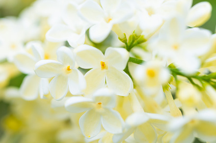 White yellow lilac flowers macro background, a Nature Photo by Vapi