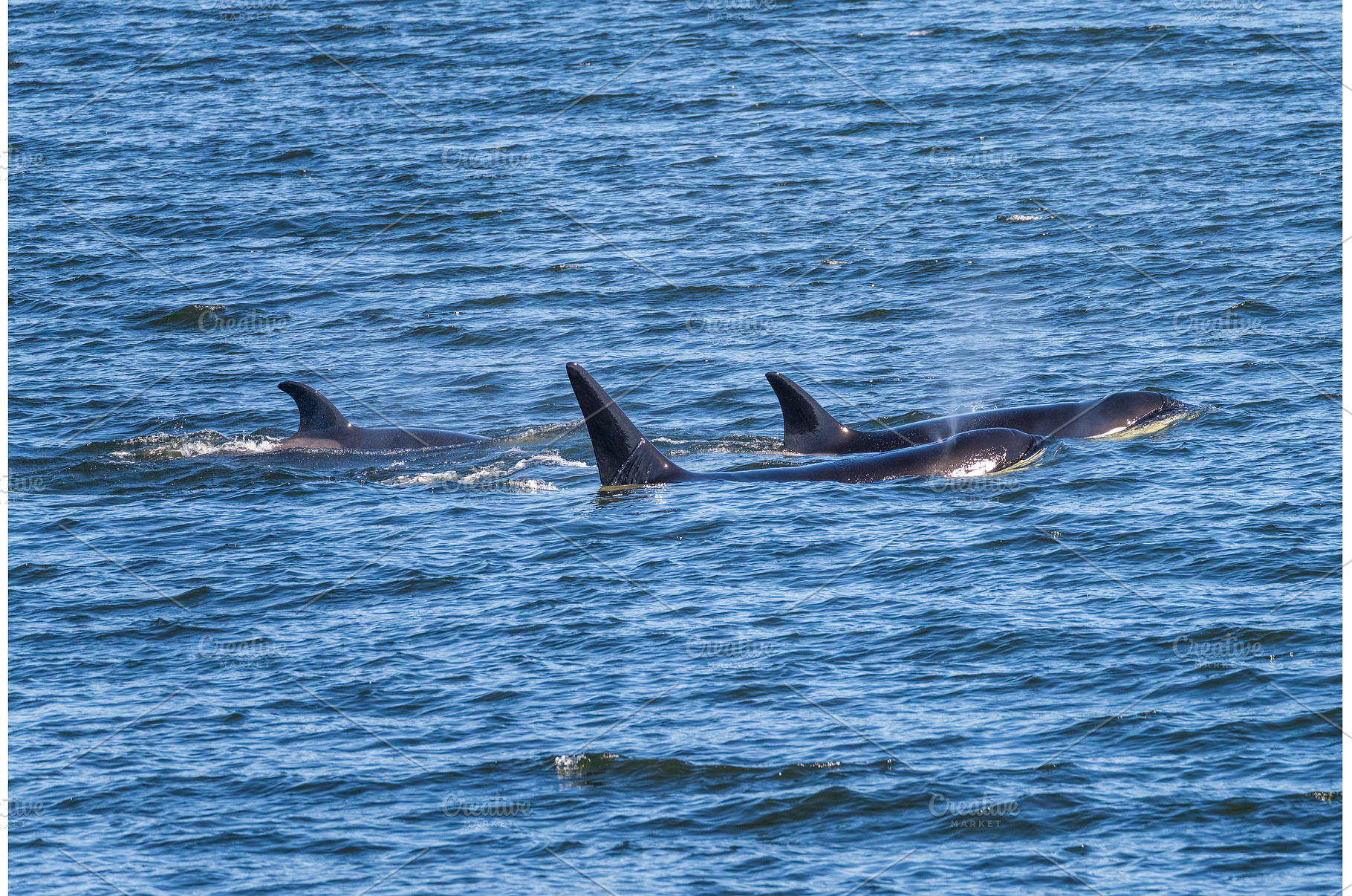 Three orca whales swimming in the, an Animal Photo by Backyard Stock