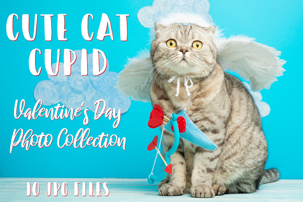Cute cat Cupid, an Animal Photo by AnStore (Photo 1 of 2)