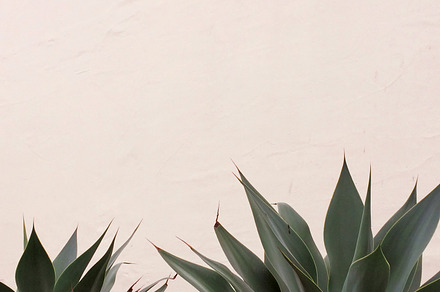 Cactus Against Stucco Wall