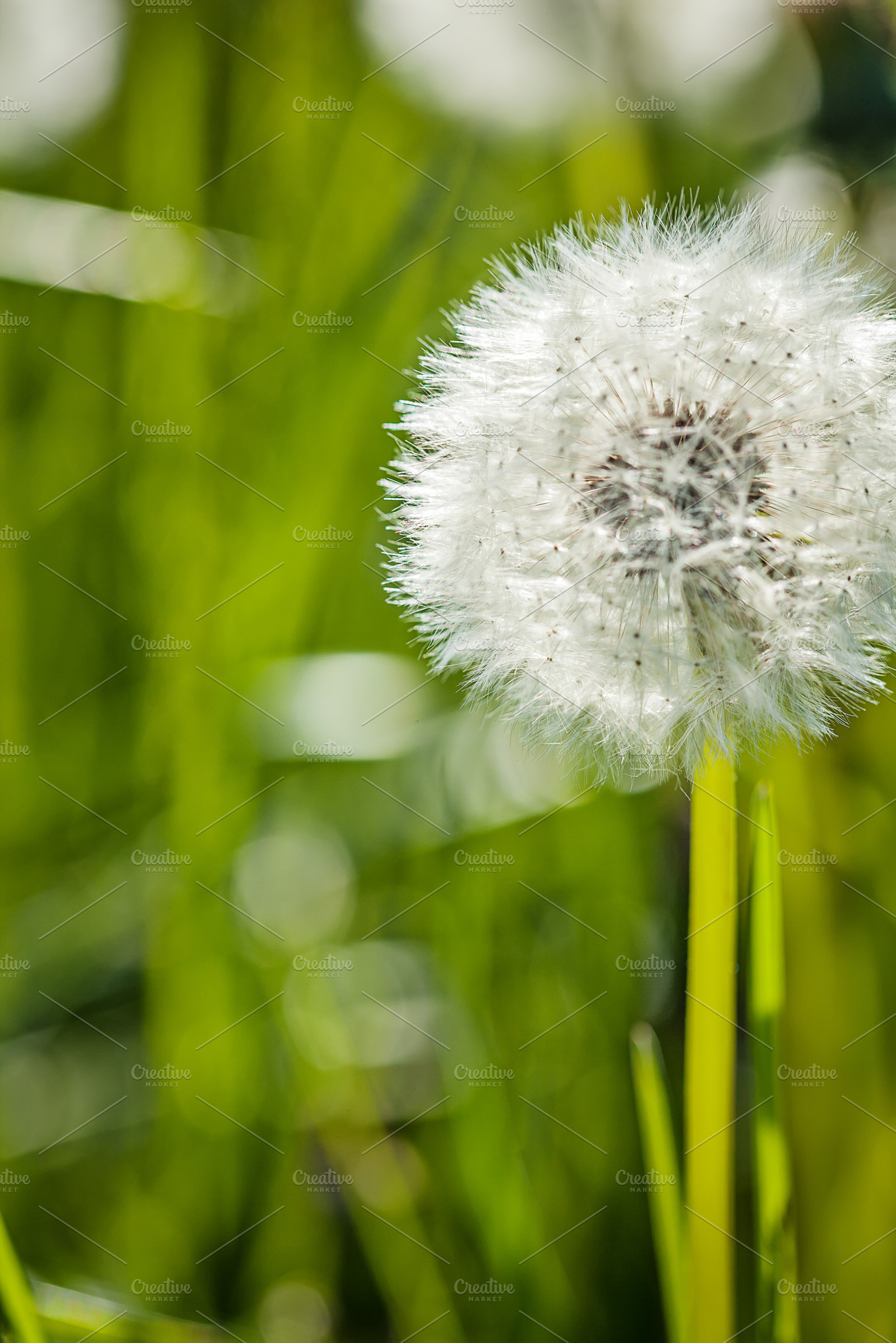 White dandelion green summer background featuring background, bright, and