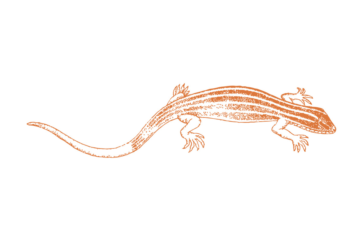 Vector Lizard Illustration, an Illustration by Theresa Barba