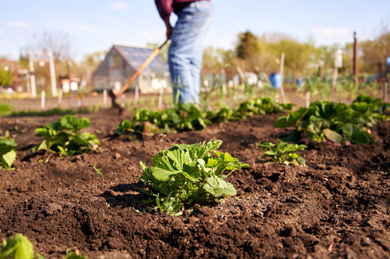 Young strawberry plants growing in soil in a garden, with a gard, a Food & Drink Photo by Madeleine Steinbach