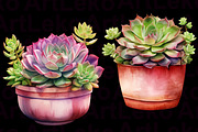 Succulents Watercolour Clipart, a Decorative Illustration by LekoArt (Thumbnail 8 of 10)