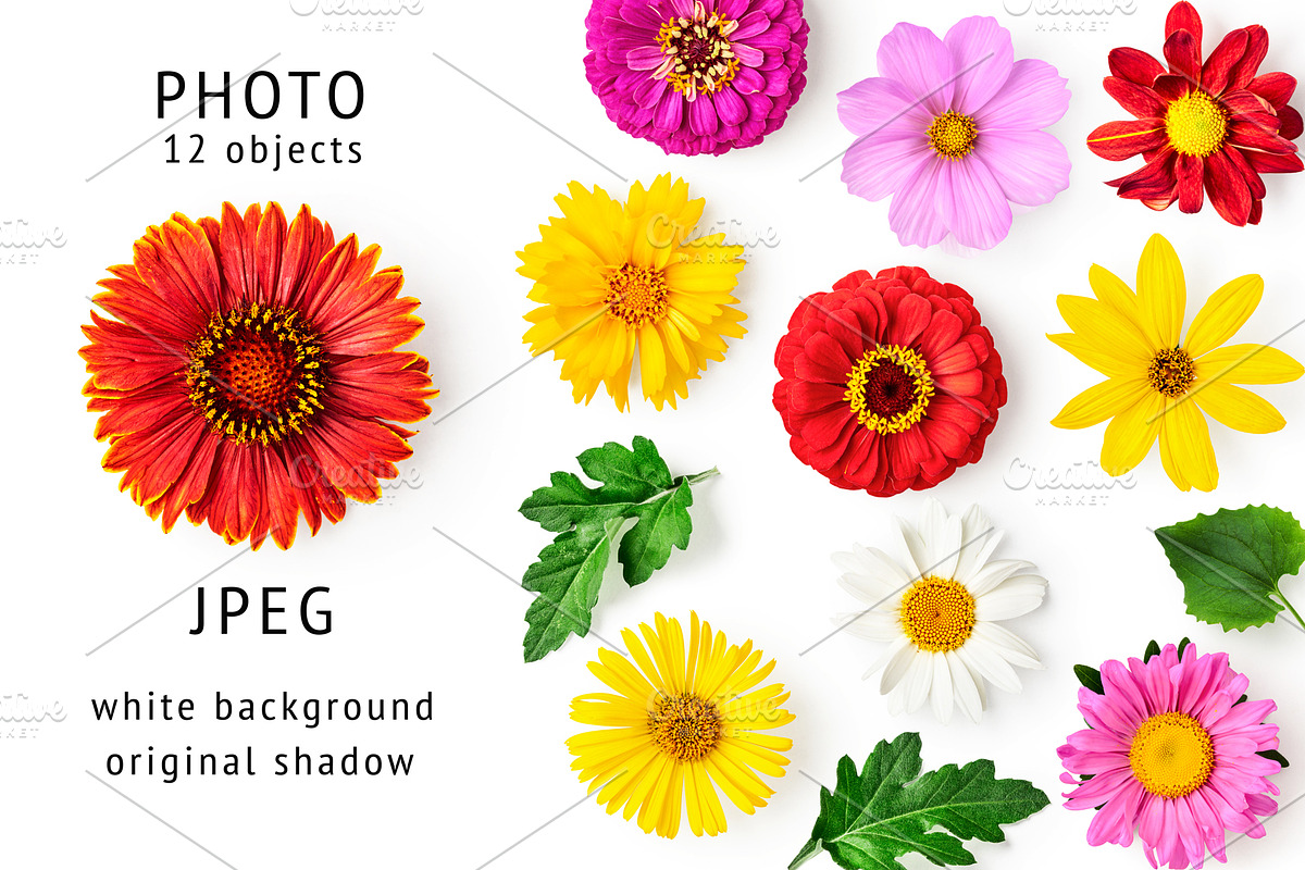 Summer flower heads. Design elements, an Object Graphic by ifiStudio (Photo 2 of 3)