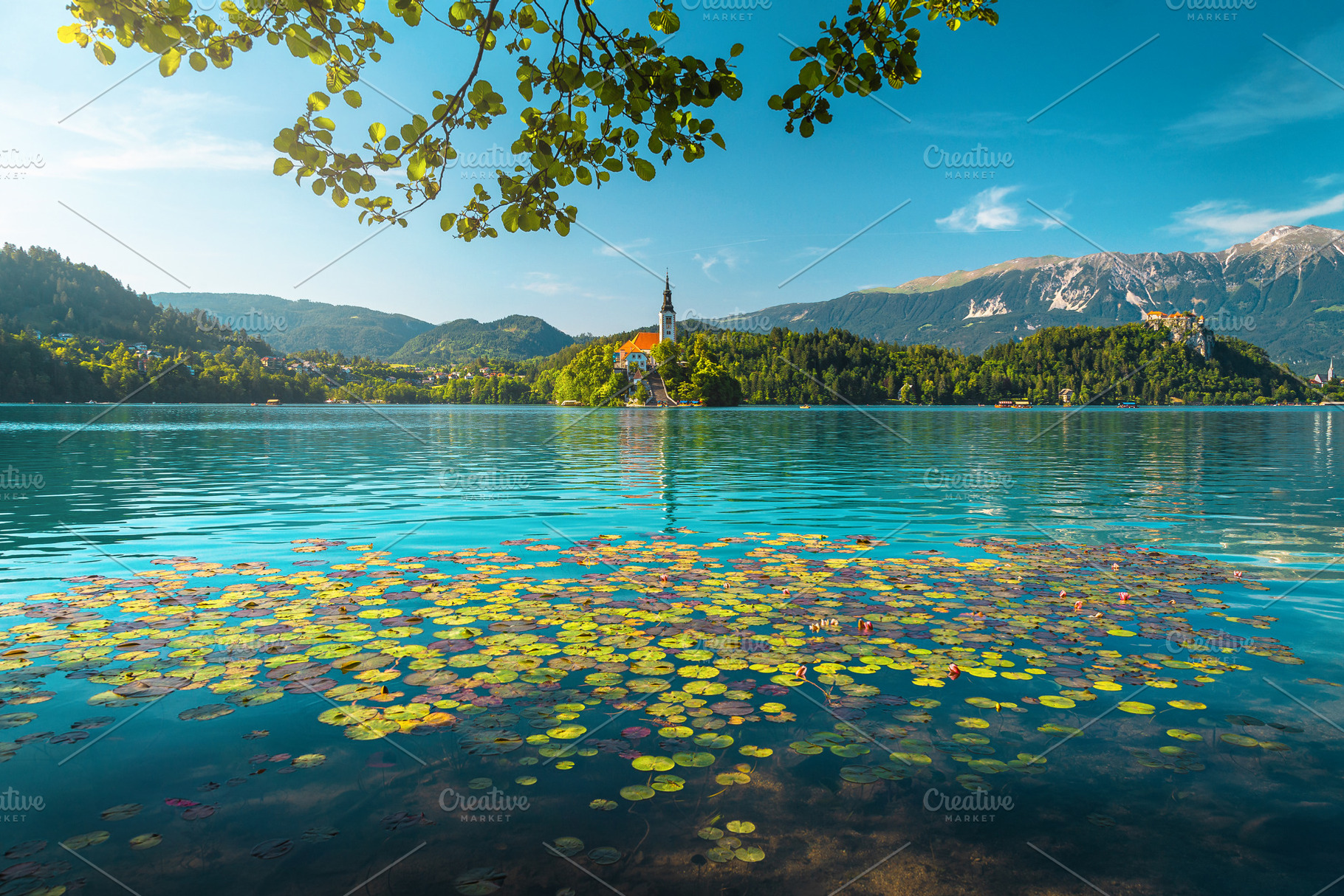 Stunning view with lotus flowers, a Nature Photo by Alpine Dreams