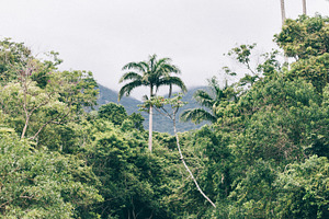 Tropical forest containing ilha grande, rio de janeiro, and brazil