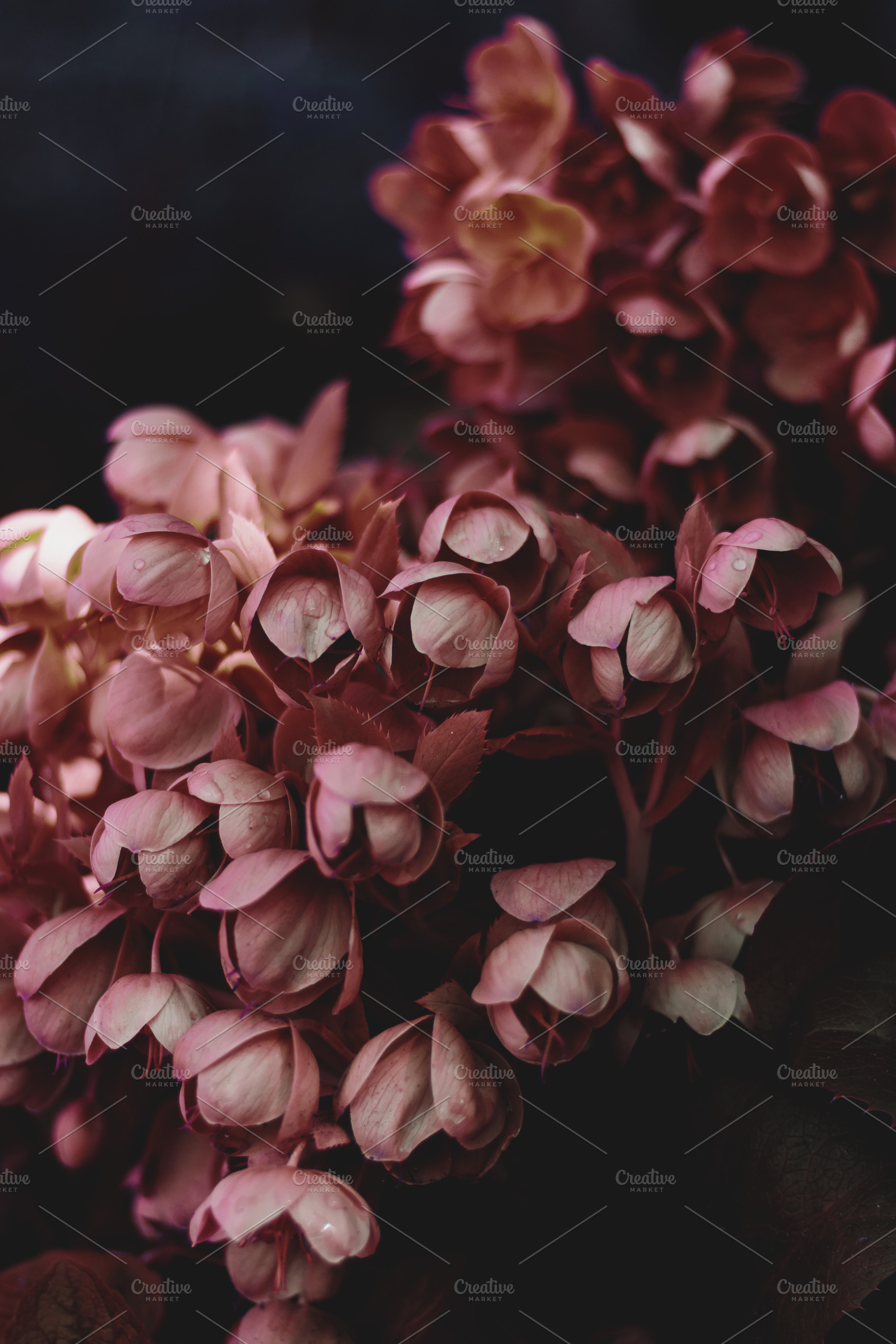 Dark and Moody Pink Flowers, a Nature Photo by René Jordaan Photography