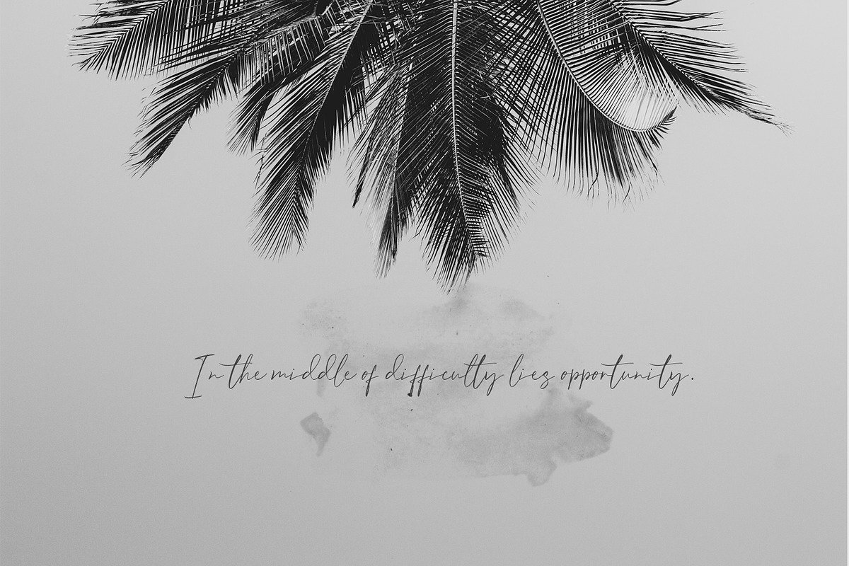 Birdsong - Script Font preview 3