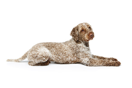 Beautiful lagotto romagnolo dog on containing truffle, studio, and fur