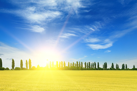 Sunrise over a field of wheat
