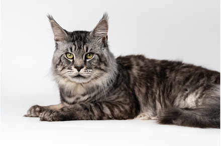 Lovely Maine Coon Cat. Portrait of, an Animal Photo by Alexander-Piragis