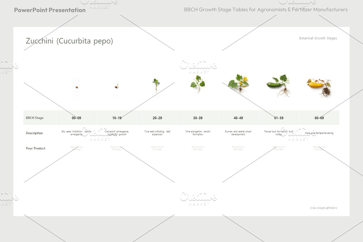 BBCH Growth Stages Cucurbits, a Presentation Template by Ilia Design (Photo 6 of 6)