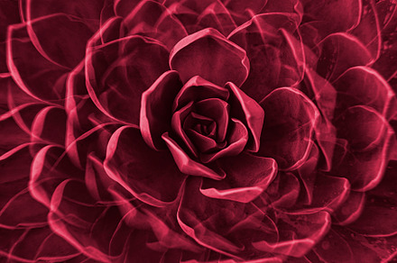 Rock rose succulent plant Magenta
