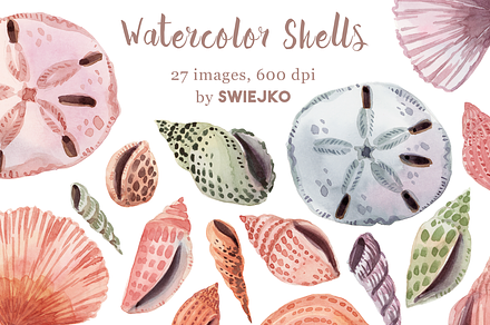 Seashells, Sand Dollars, Ocean, an Object Illustration by swiejko