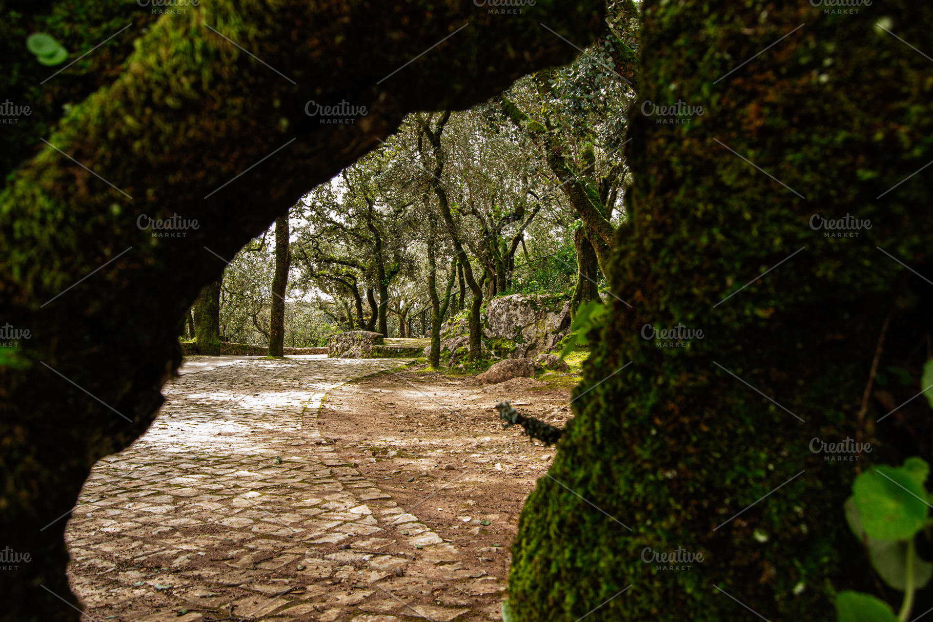 Pathway through lush forest scenery in Fatima Portugal with moss-covered trees, a Photo by AS photostudio