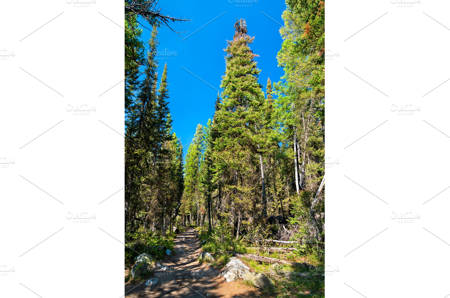 Jenny Lake Loop Trail through, a Nature Photo by Leonid Andronov