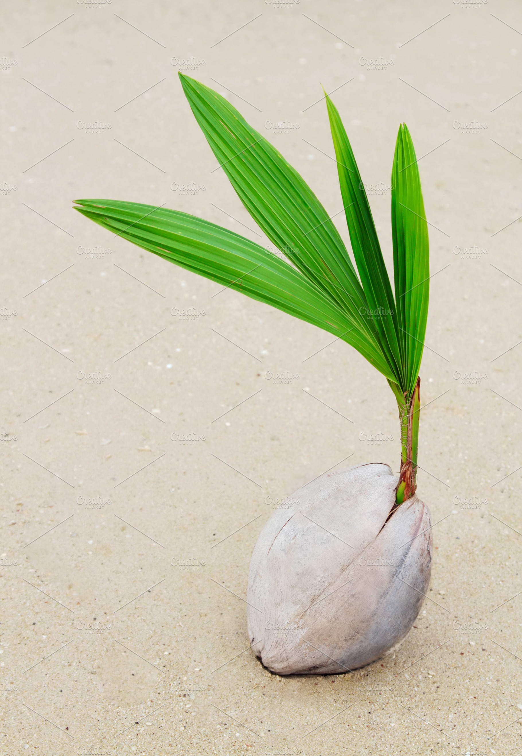 Coconut sprout, a Photo by saiko3p
