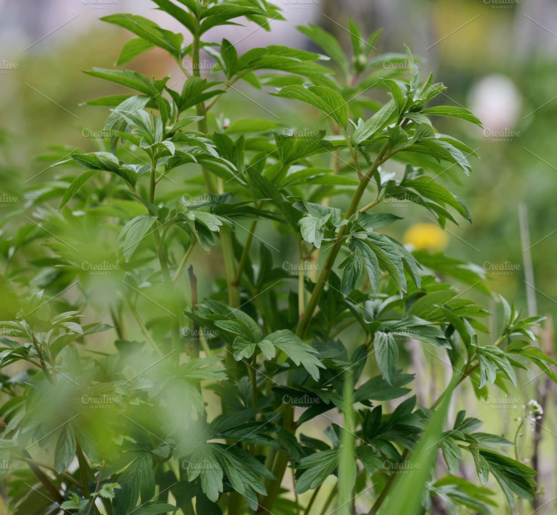 Peony bush with green leaves on a spring day in the garden, a Nature Photo by ndanko