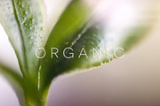 Organic | 20 Botanical Photos, a Nature Photo by Melanie Helena (Thumbnail 9 of 20)