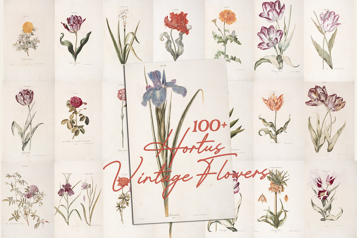 Hortus Vintage Flowers Prints, a Decorative Illustration by Digital Museum (Photo 1 of 9)