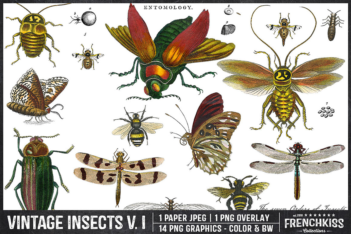 Vintage Insects V. I, an Illustration by French Kiss Collections