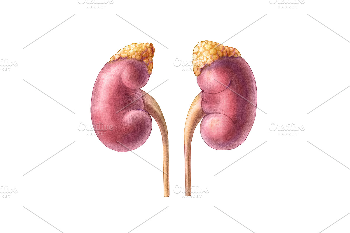 Human Organs Illustration Set, a Healthcare Illustration by Anna Repp Illustration (Photo 9 of 14)