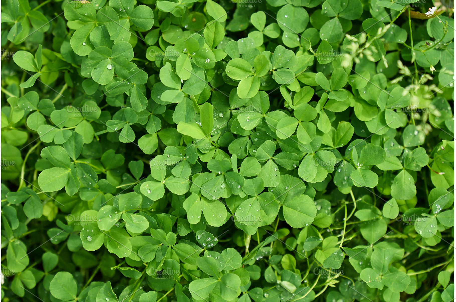 Clover patches with blooming flowers, a Nature Photo by darksoul72