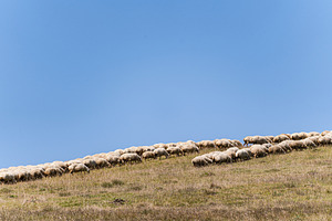 Sheep on the slope of the mountain, a Nature Photo by Anna Bogush