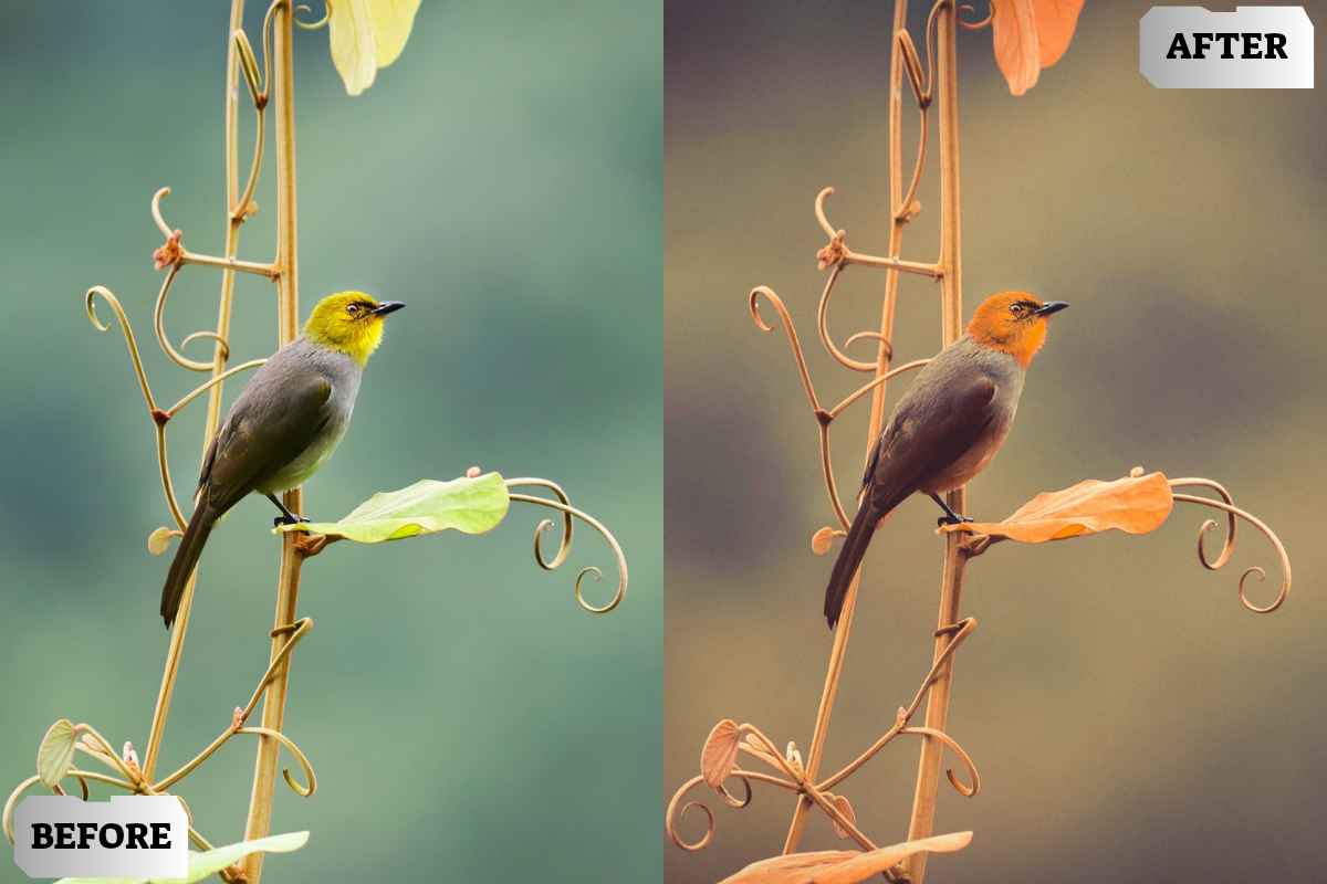 Old Film Lightroom Presets, a Preset Add-On by ARTSYNO (Photo 2 of 5)