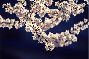 Apricot tree blossoms, a Nature Photo by Nature and travel