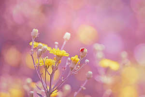 Yellow flowers and ladybug