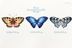 Butterflies 3 Illustrations Set