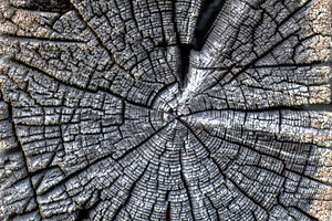 Close-up of a weathered tree trunk