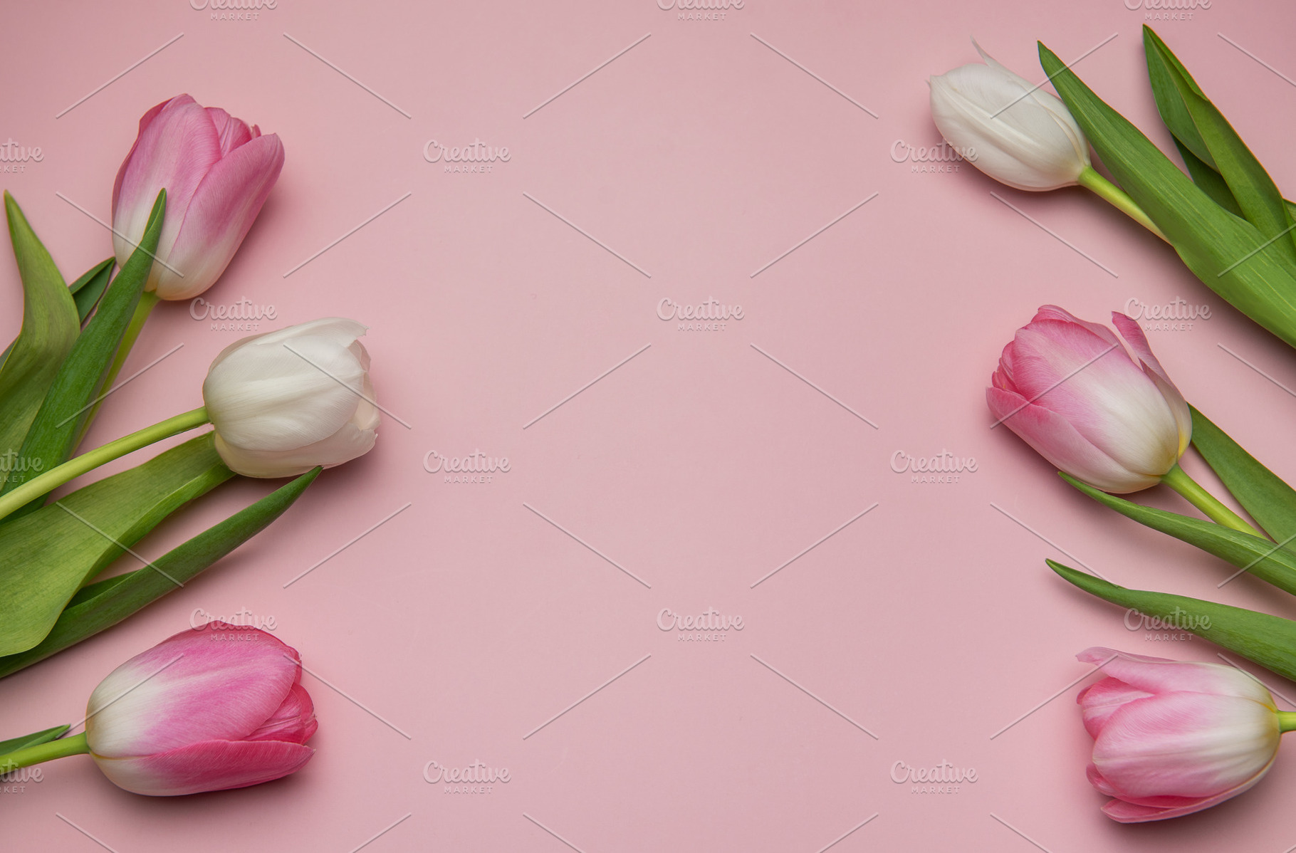 Pink and white tulips framing a pink background for spring celeb, a Nature Photo by Olena Rudo