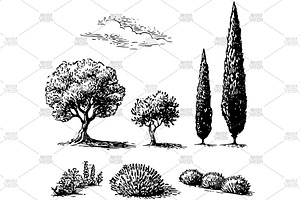 Olive cypress lavender engrave, an Object Illustration by MoreVector