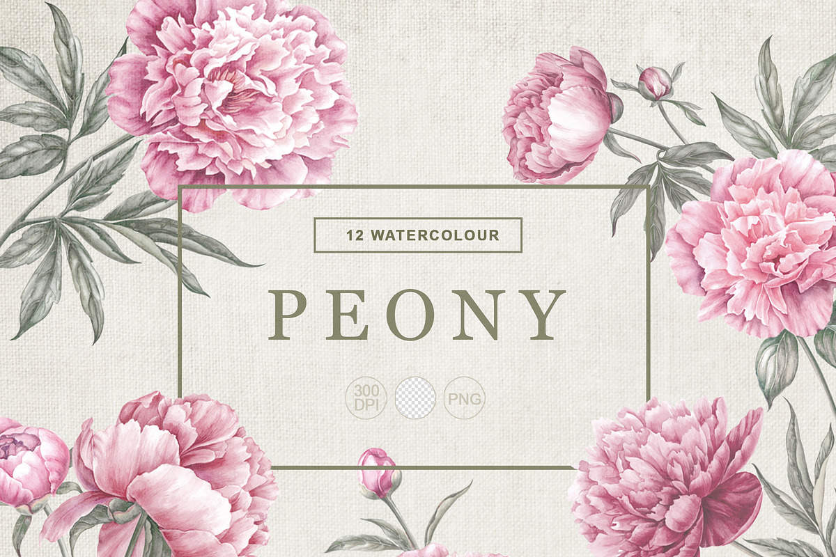 12 Watercolor Peonies PNG, a Decorative Illustration by Kotkoa (Photo 10 of 11)