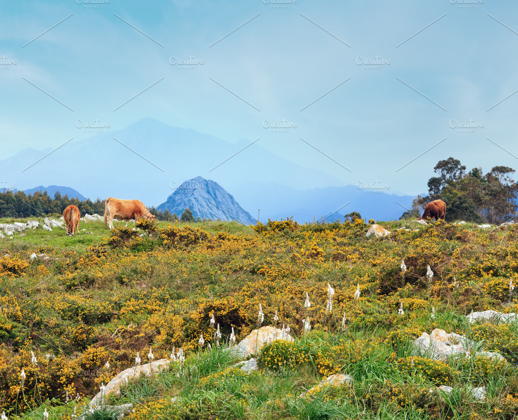 Cow herd on summer hill., a Nature Photo by YuriyB