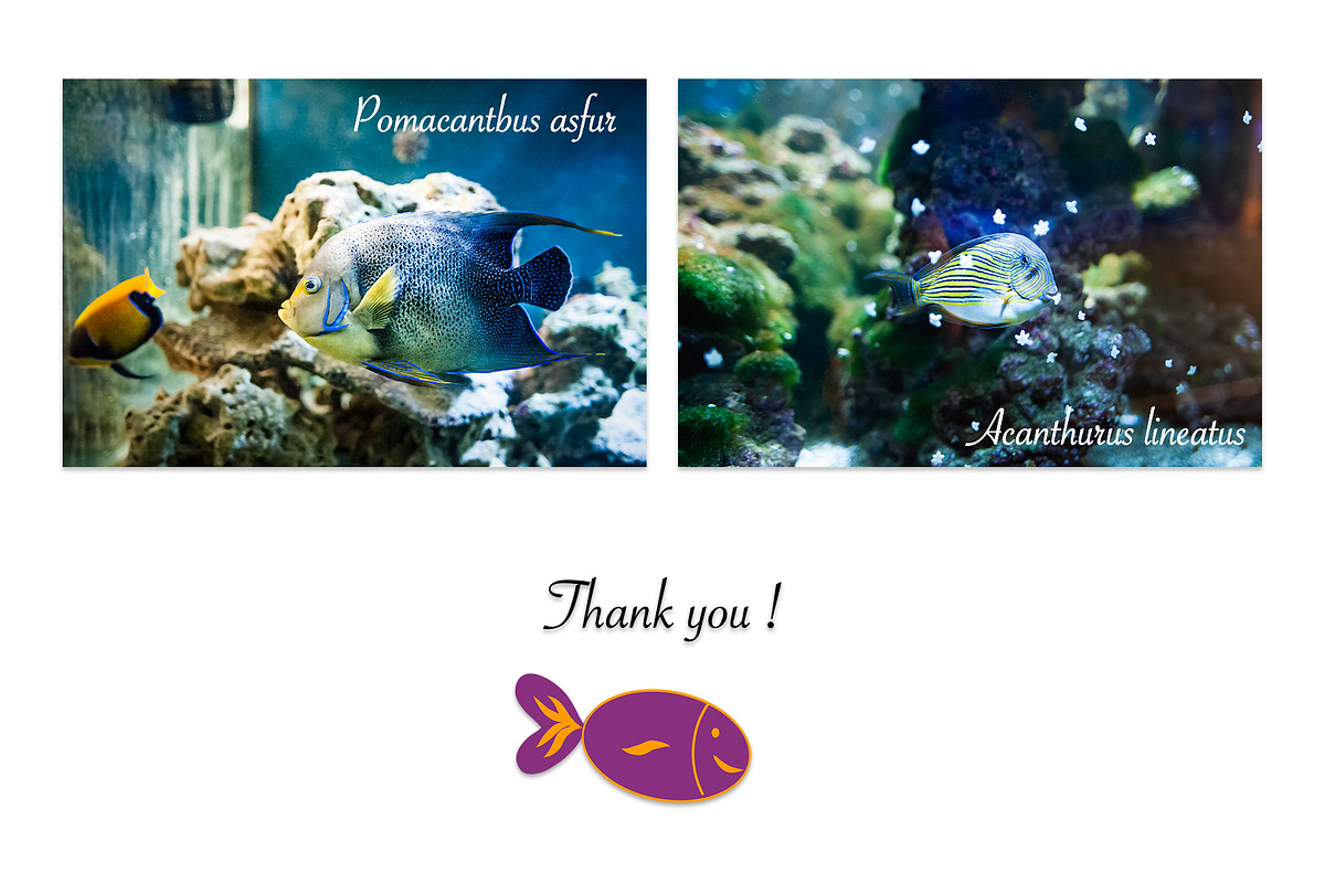 Under the sea BUNDLE, an Animal Photo by WildStrawberry Magic (Photo 6 of 6)