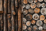 Wood - 163 images, a Nature Photo by Handmadefont (Thumbnail 9 of 25)
