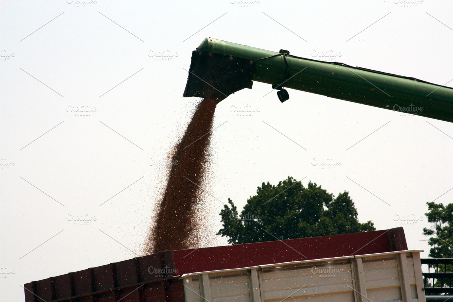 Grain harvesting 3
