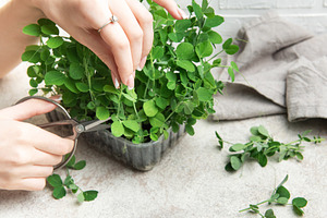 Woman harvesting fresh pea shoots with scissors at home, a Food & Drink Photo by Olena Rudo
