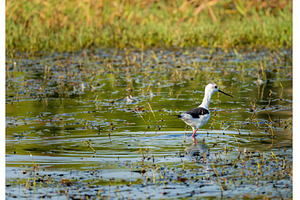 Black Winged Stilt standing in, an Animal Photo by Backyard Stock