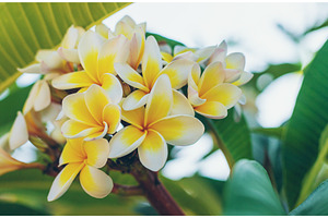 Plumeria flowers bloom beautifully